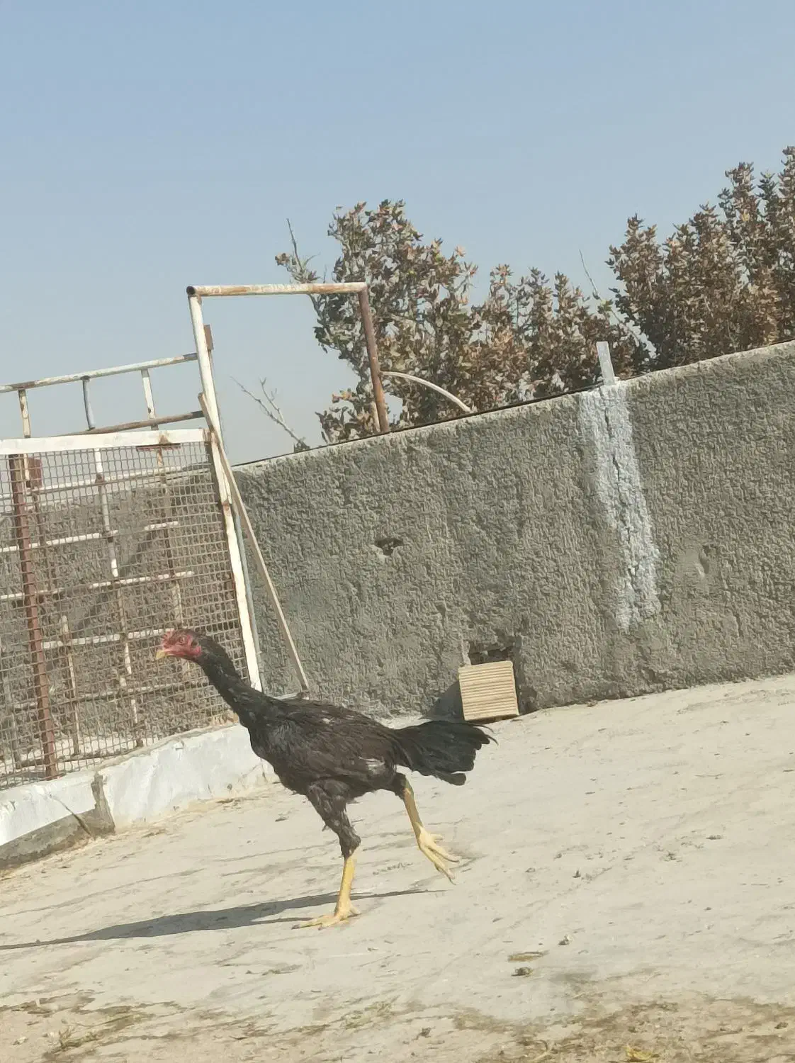 جوجه لاری|حیوانات مزرعه|تهران, نیروی هوایی (پیروزی)|دیوار