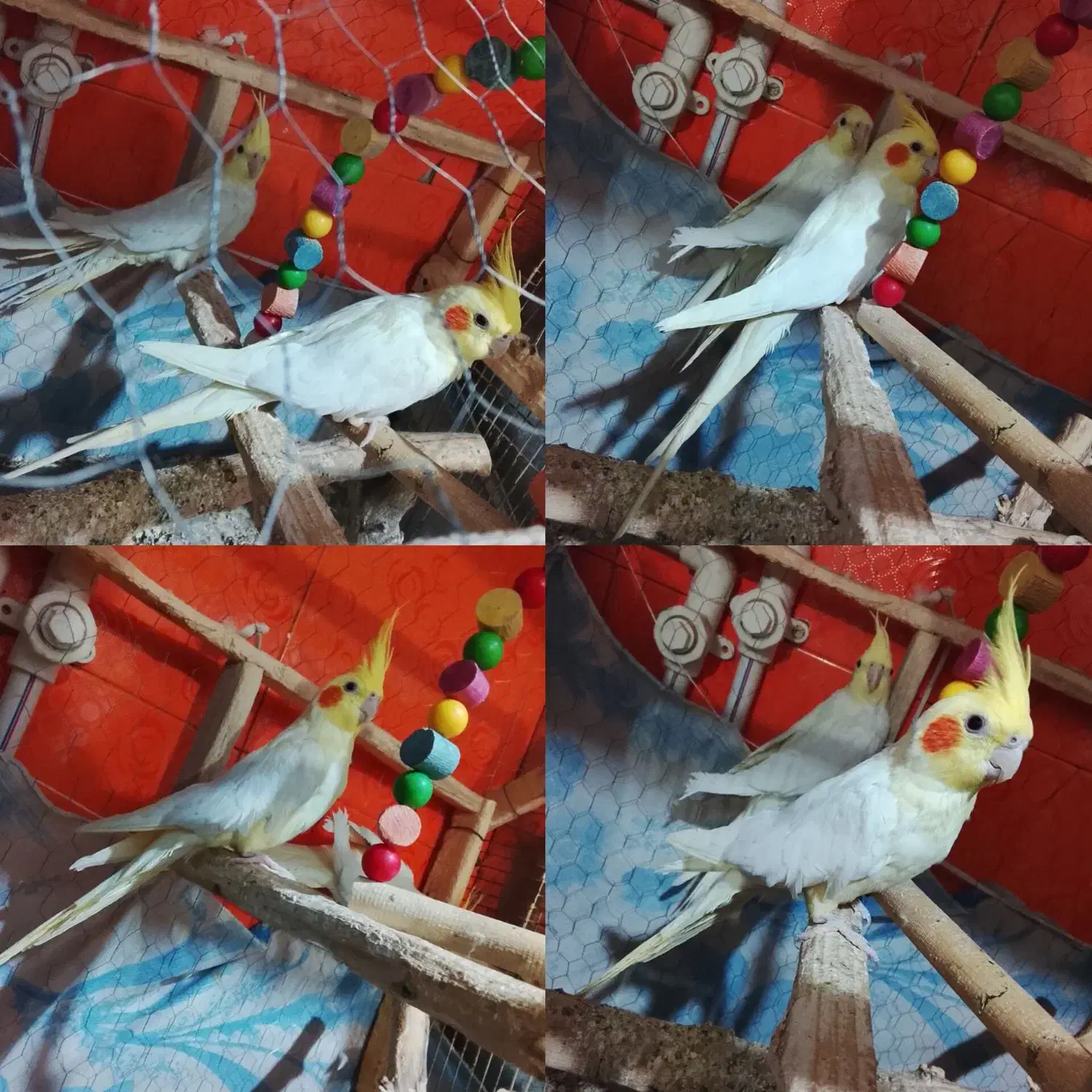 عروس هلندی|پرنده|خوسف, |دیوار