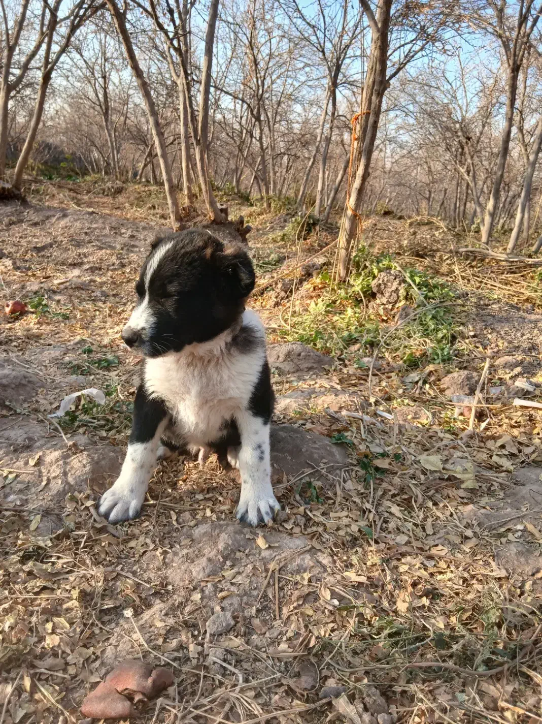 توله سگ|سگ|سلفچگان, |دیوار