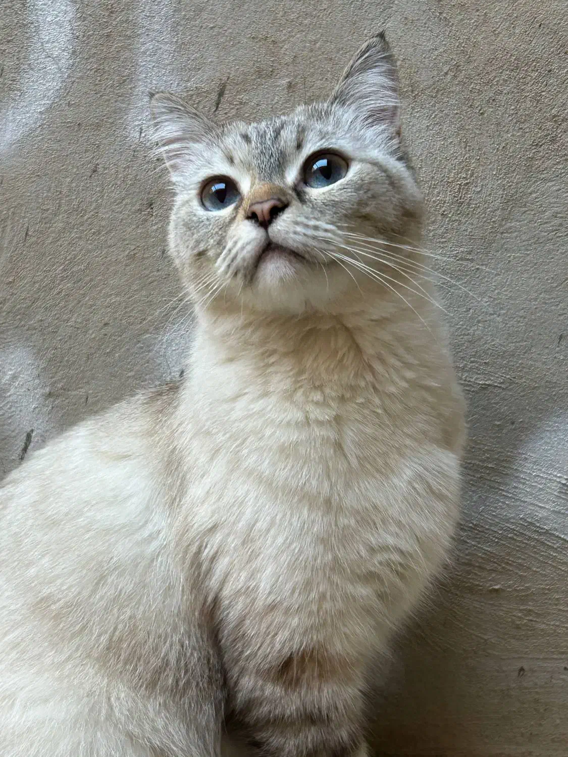 گربه ماده|گربه|نیشابور, بنیاد شهید|دیوار