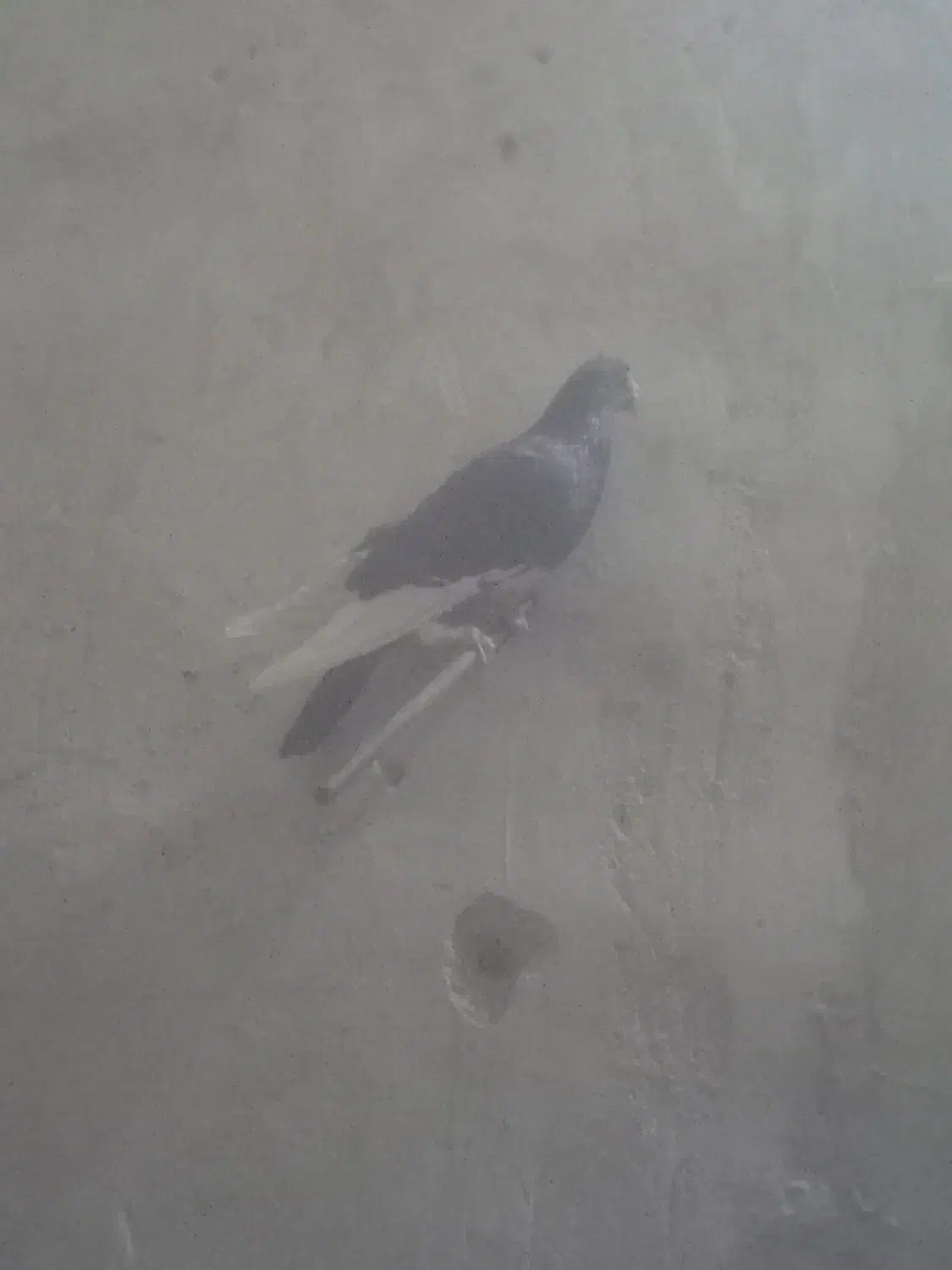 کبوتر میناسیاه|پرنده|هامون, |دیوار