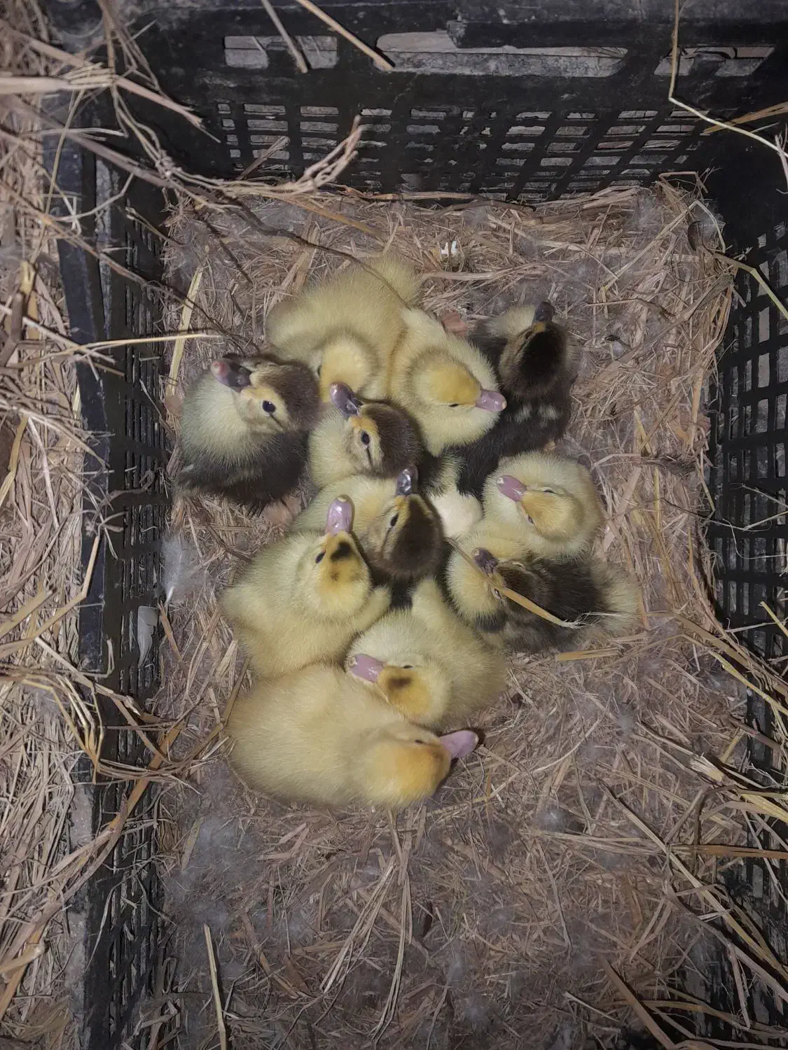 فروش جوجه اردک خارجی|حیوانات مزرعه|شیرگاه, |دیوار