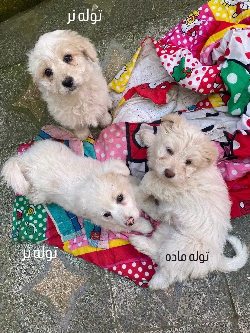 واگذاری سگ|سگ|رشت, نخودچر|دیوار