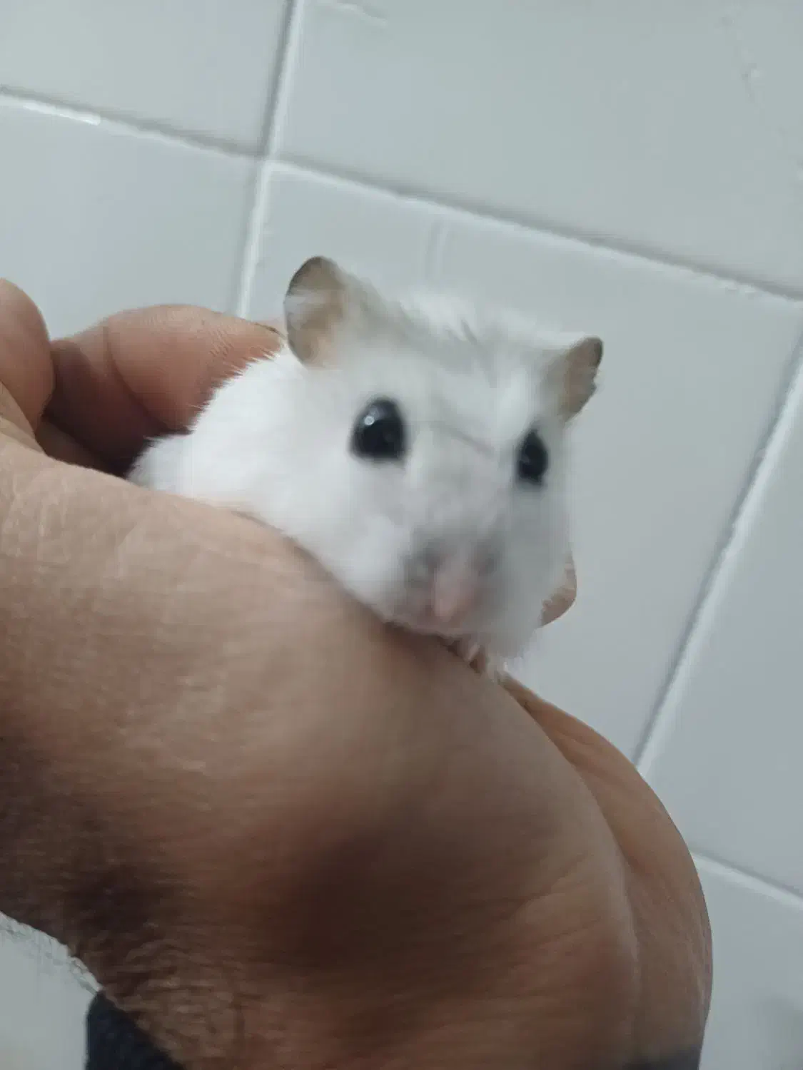 همستر خونگی|موش و خرگوش|یزد, |دیوار