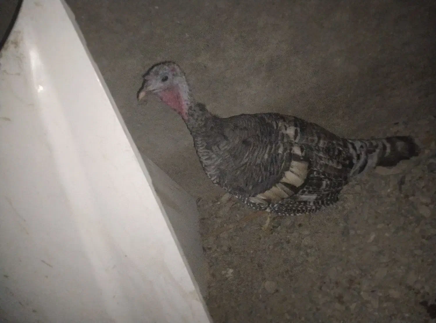 فوری فروش بقلمون|حیوانات مزرعه|سیب و سوران, |دیوار