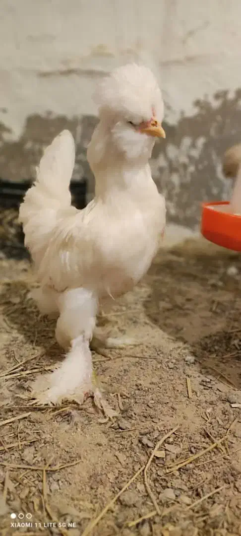 جوجه مرغ خروس سلطان پولند لهستانی زینتی کاکل پاپر|حیوانات مزرعه|رشت, حاجی آباد|دیوار