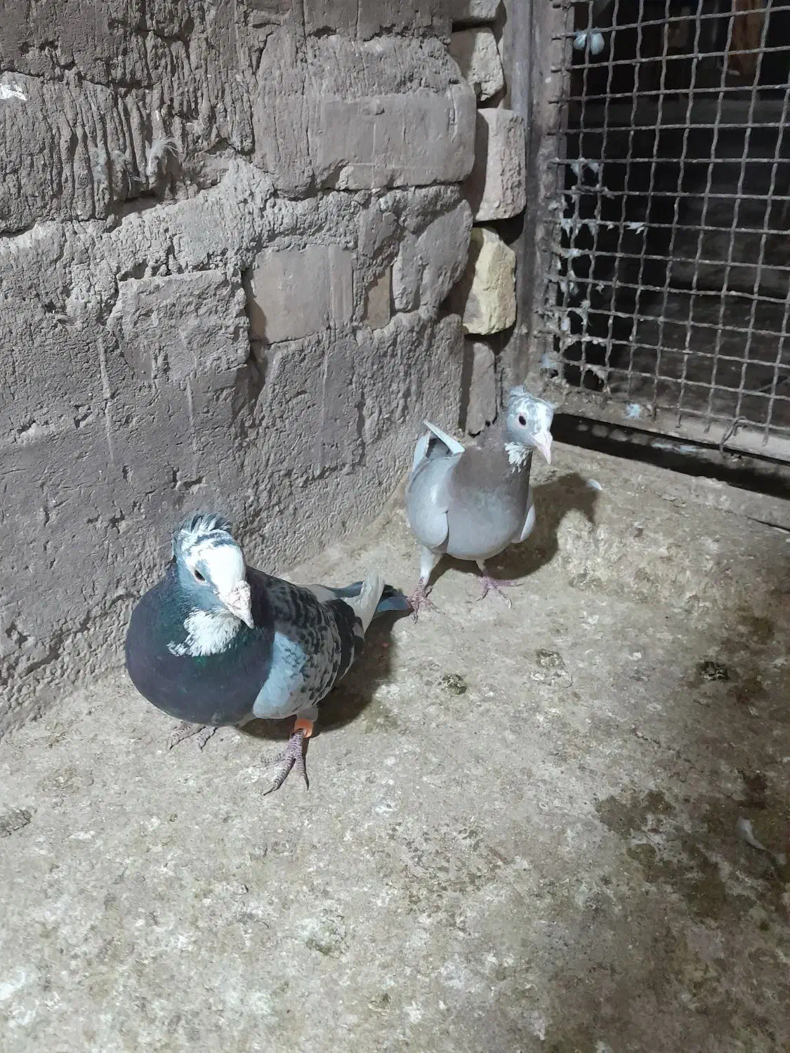 پلنگ|پرنده|کرمان, |دیوار