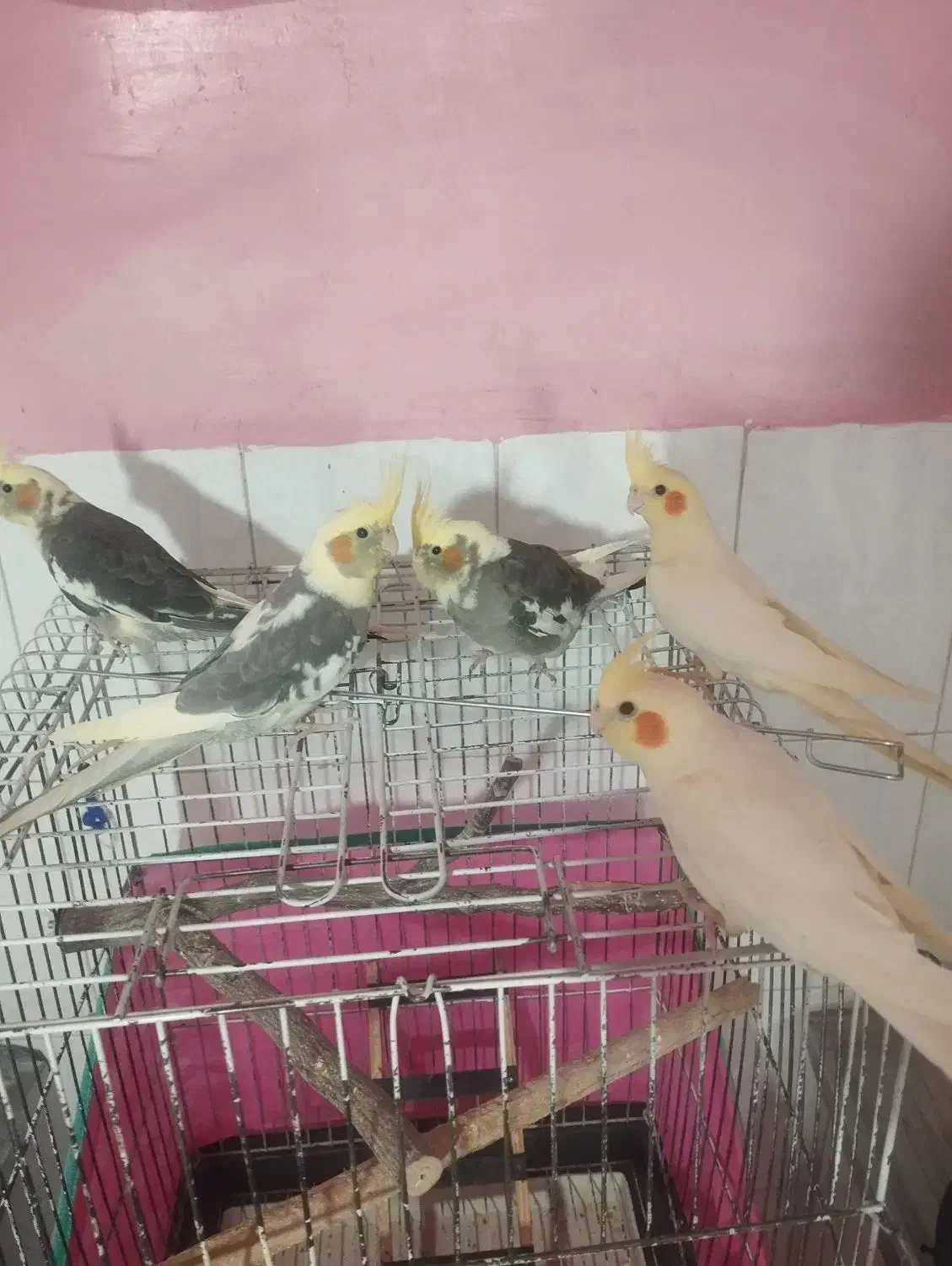 عروس هلندی|پرنده|قروه, |دیوار