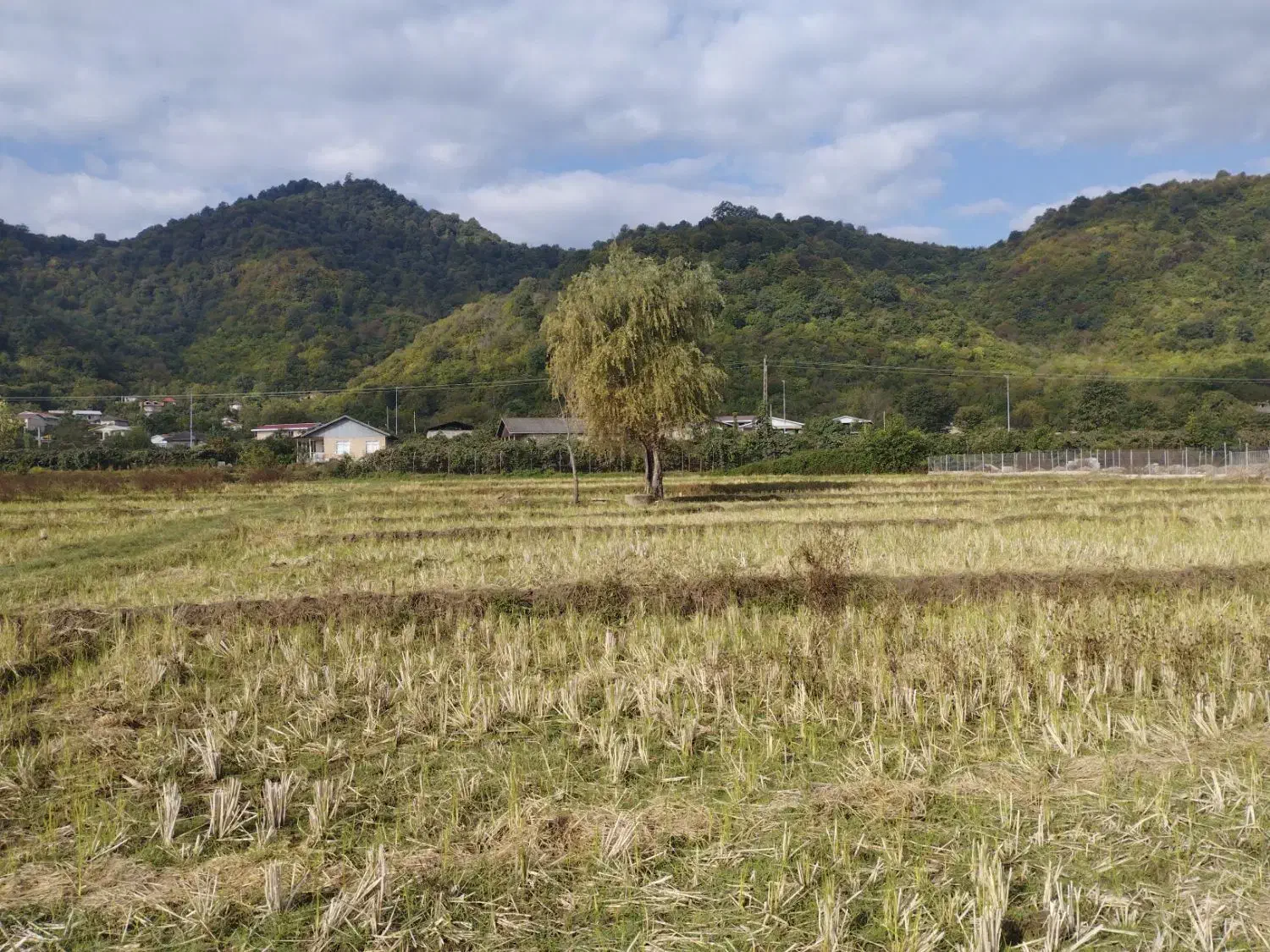 زمین کشاورزی یک لته محلی دونبش در لیسار تالش|فروش زمین و ملک کلنگی|لیسار, |دیوار