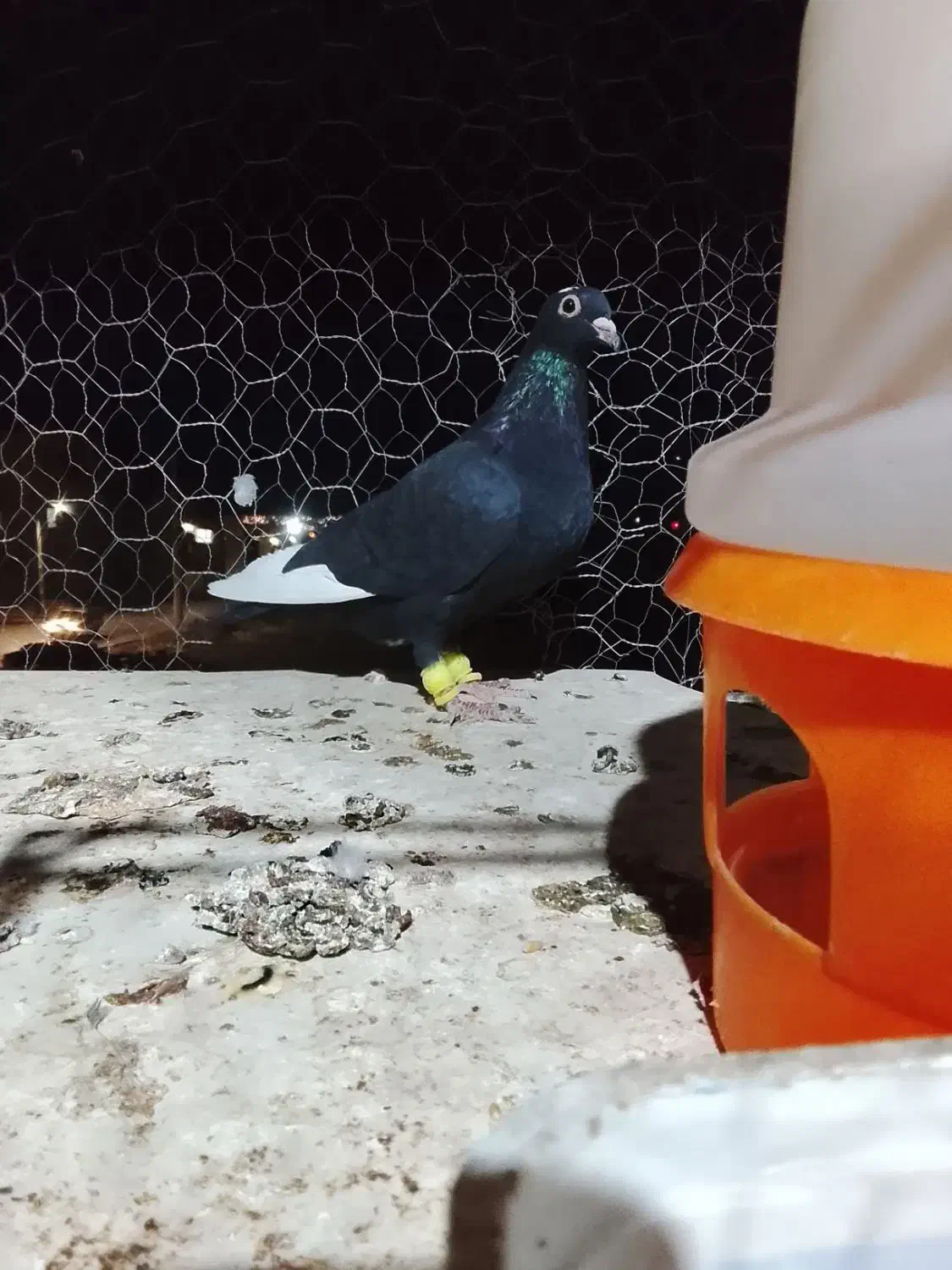 مینا سیاه خوشکل دستا۶به۶|پرنده|بیرجند, |دیوار