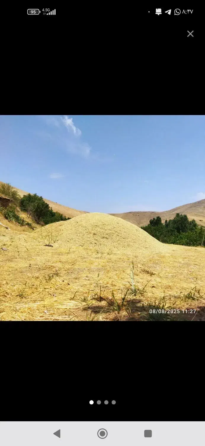 معامله کاه وعلوفه به صورت عمده|عمدهفروشی|دیواندره, |دیوار