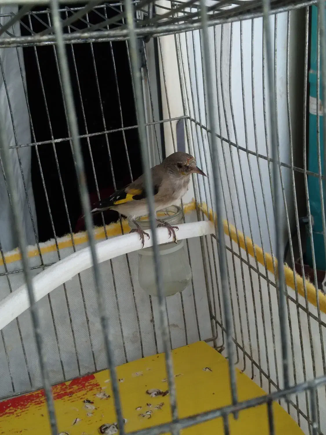 پرنده سهره|پرنده|شاهینشهر, مسکن مهر|دیوار