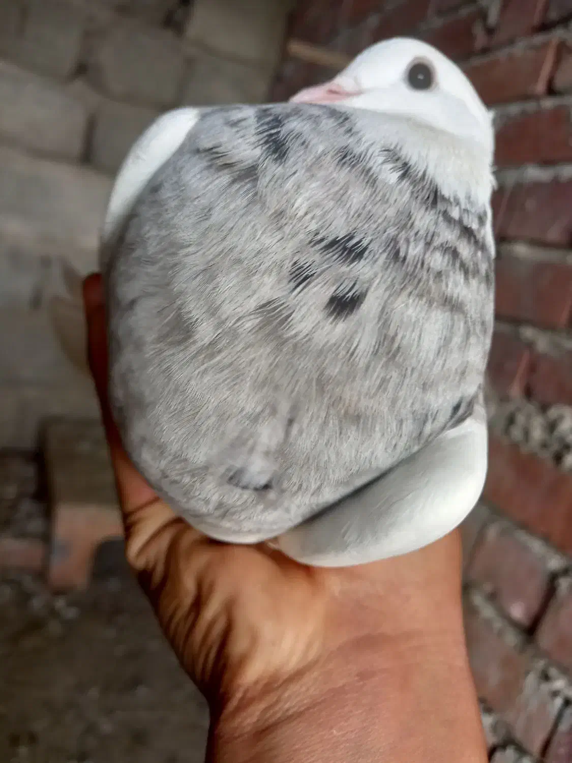 طوقی|پرنده|جیرفت, |دیوار