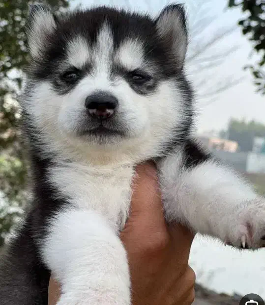 توله هاسکی|سگ|مشهد, شهرک رازی (شهرک غرب)|دیوار