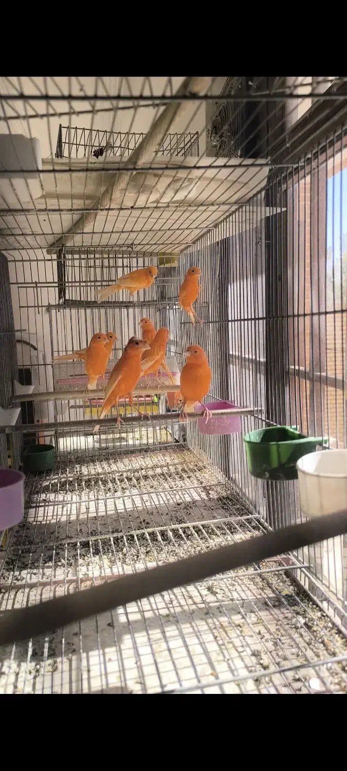 قناری رسمی سرخ و موزاییکی|پرنده|جرقویه, |دیوار