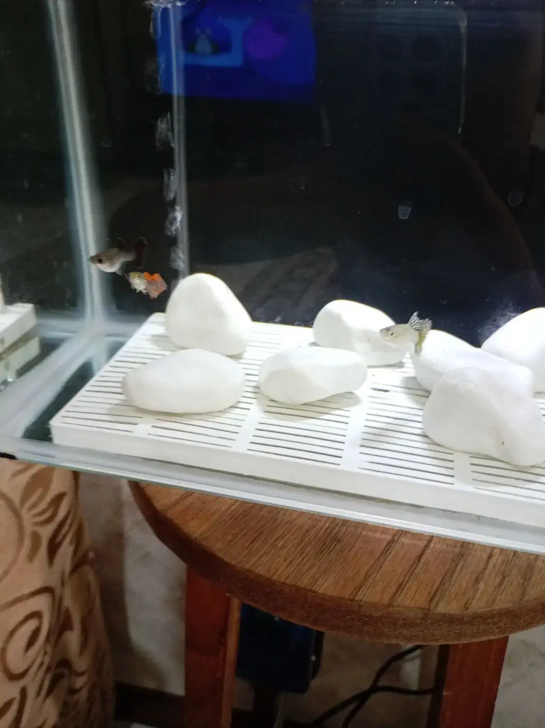 ماهی|ماهی|اصفهان, بهارستان|دیوار