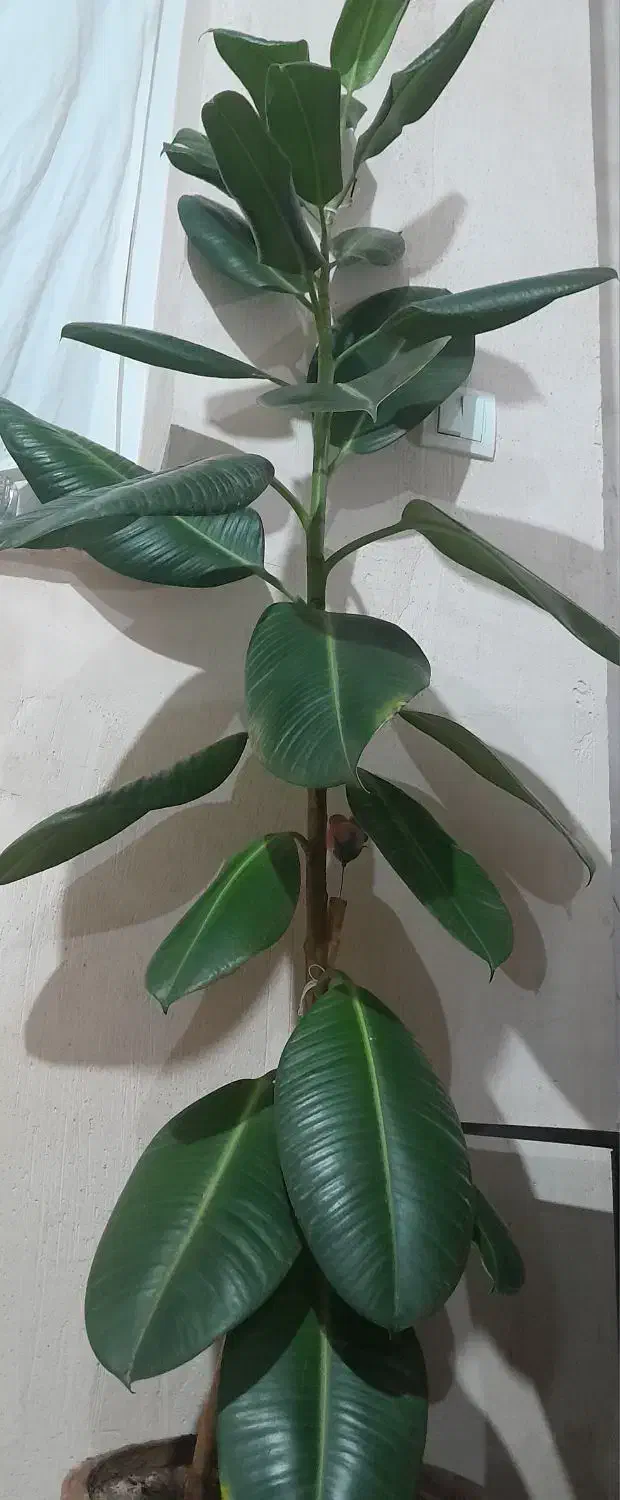 گل فیکوس زیبا|گل و گیاه طبیعی|نوشین شهر, |دیوار