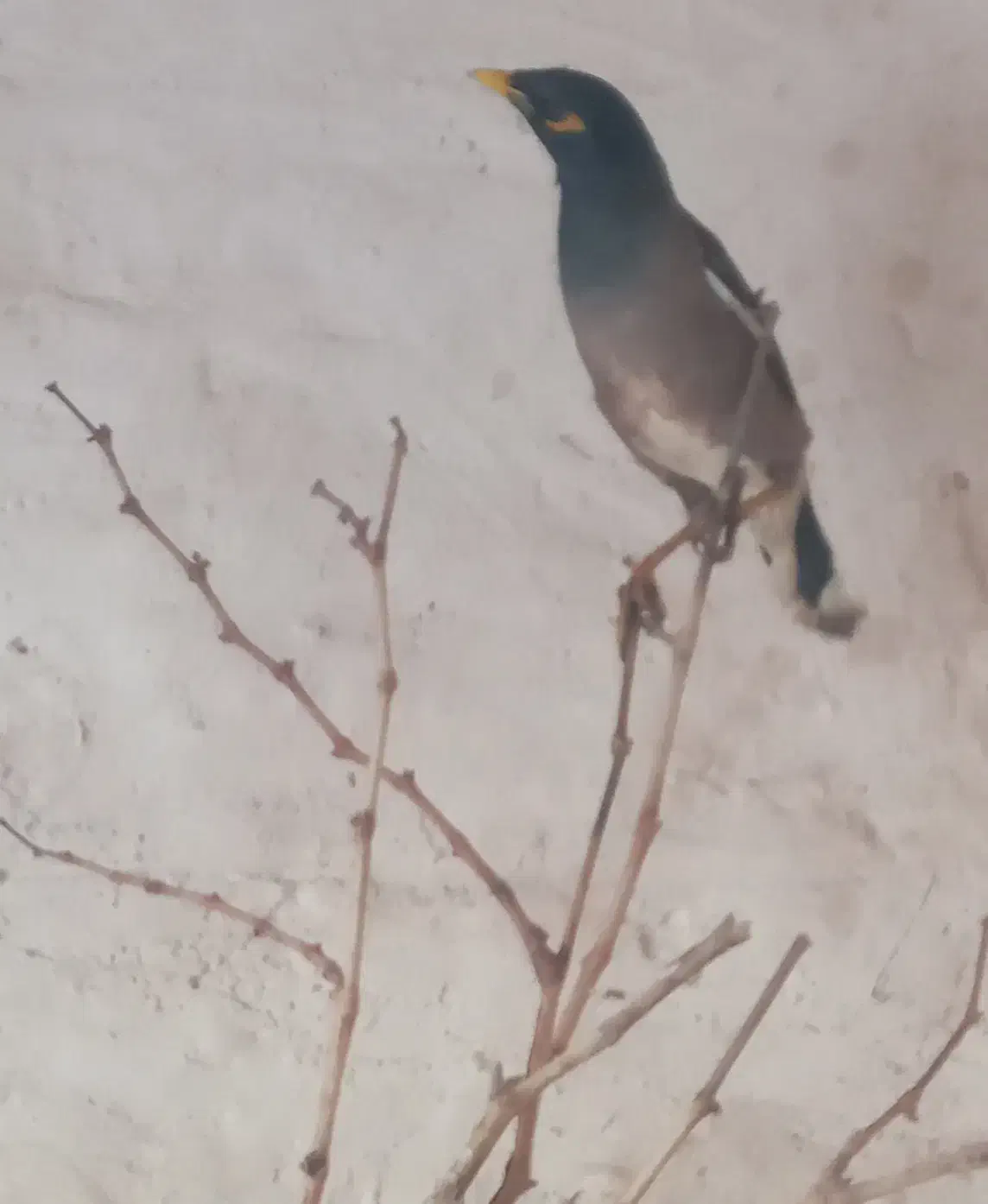 مینا|پرنده|مشهد, کوی سیدی|دیوار