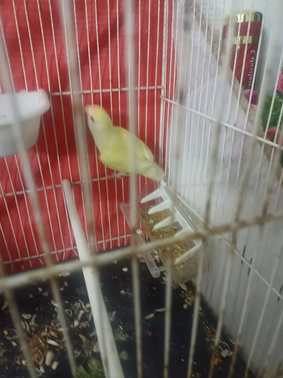 کوتوله قفس چوبی|پرنده|مشهد, ایوان|دیوار