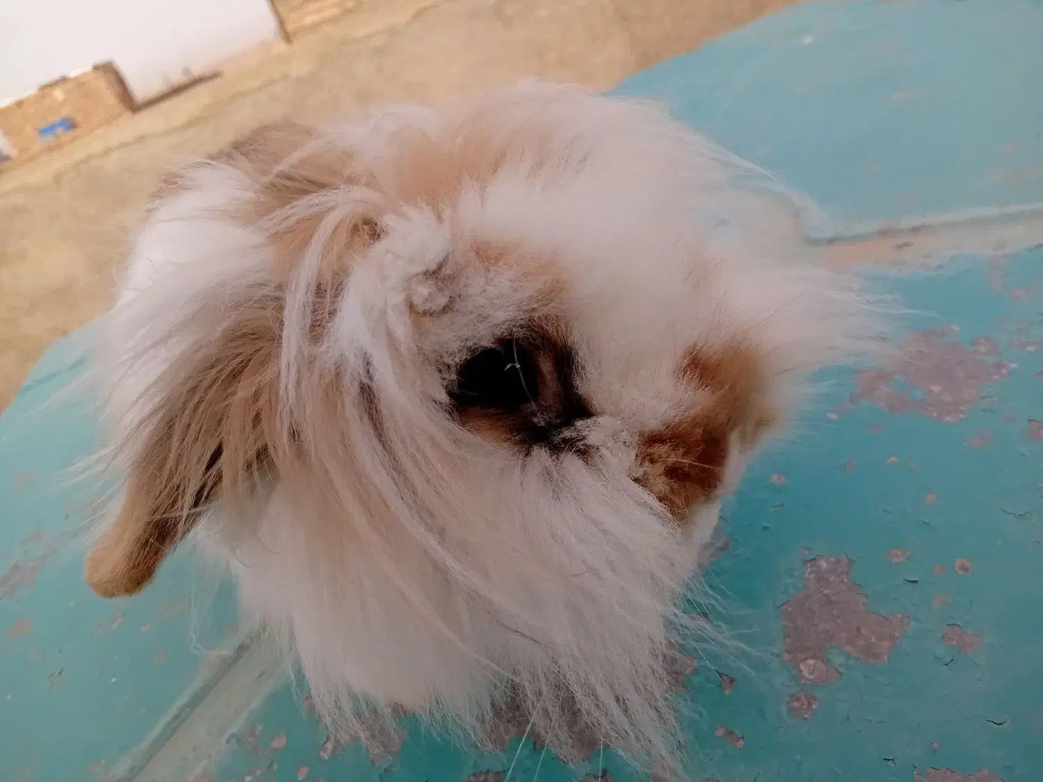 خرگوش  لوپ|موش و خرگوش|تربت جام, شهرک آزادگان|دیوار