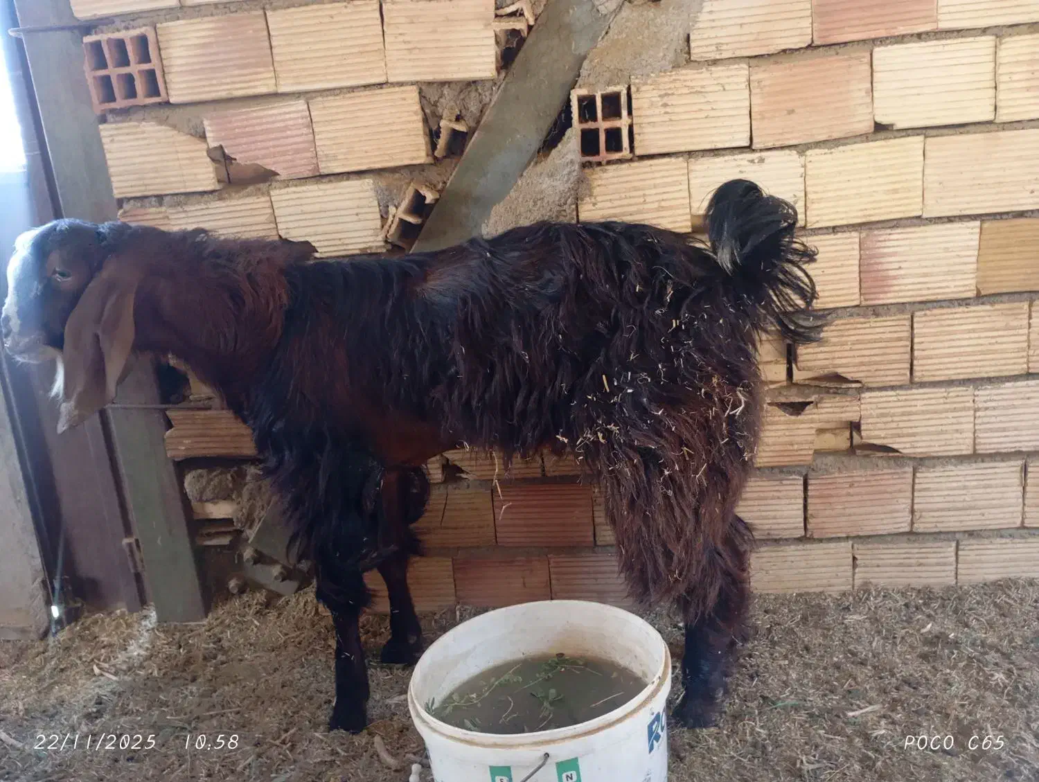 بز نر پربار وسنگین وزن صحیح وسلامت|حیوانات مزرعه|قلعه گنج, |دیوار