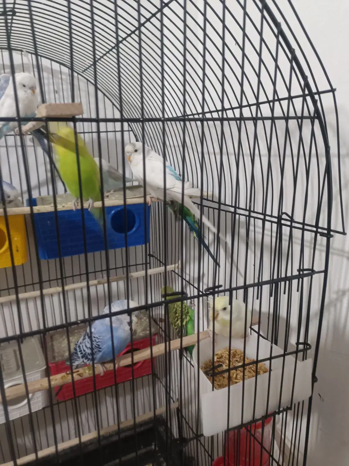 مرغ عشق فنچ عروس هلندی|پرنده|مشهد, پورسینا|دیوار