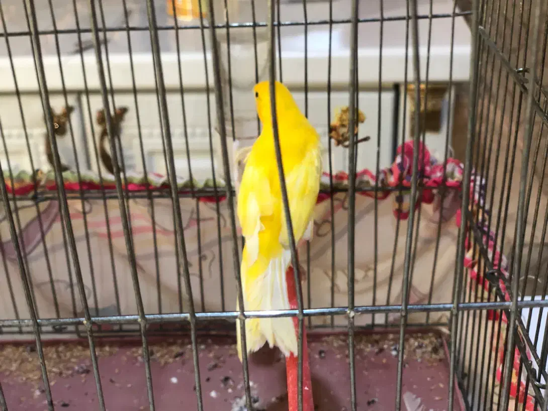 قناری نر معاوضه با سهره فنچ طوطی|پرنده|تهران, تهرانپارس شرقی|دیوار