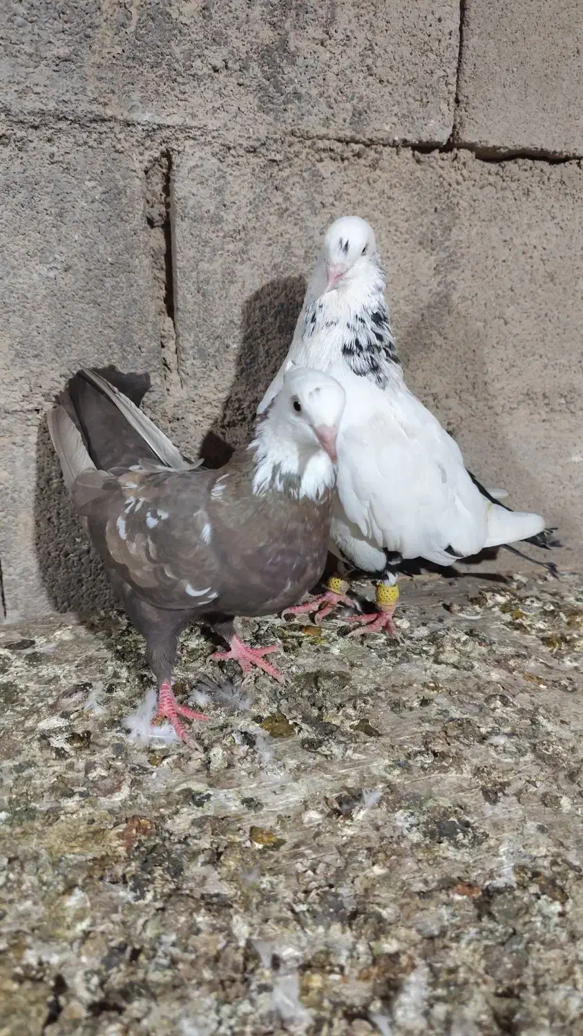 کفتر امیدیه|پرنده|بندر ماهشهر, |دیوار