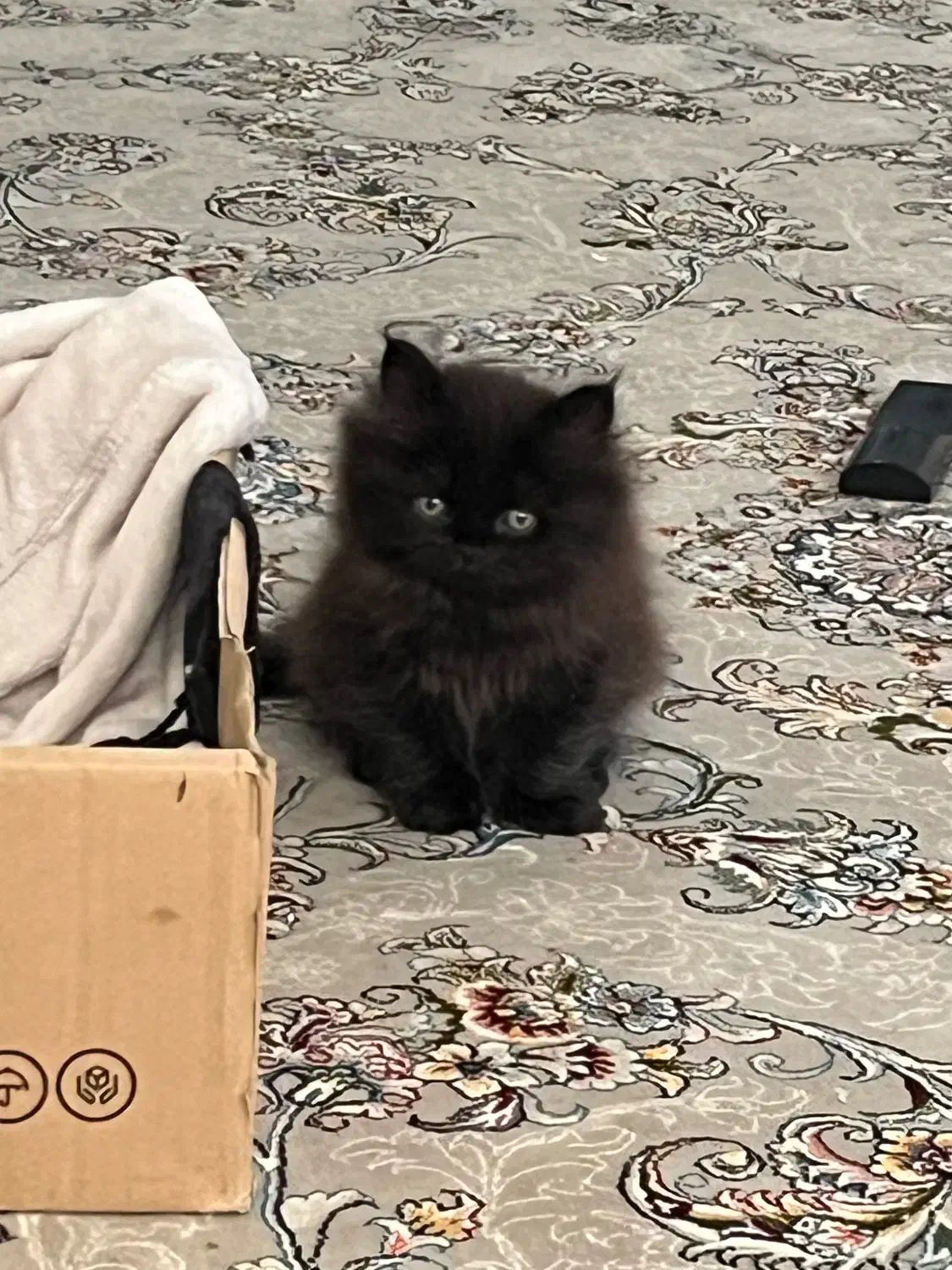 گربه پرشین|گربه|گنبد کاووس, |دیوار