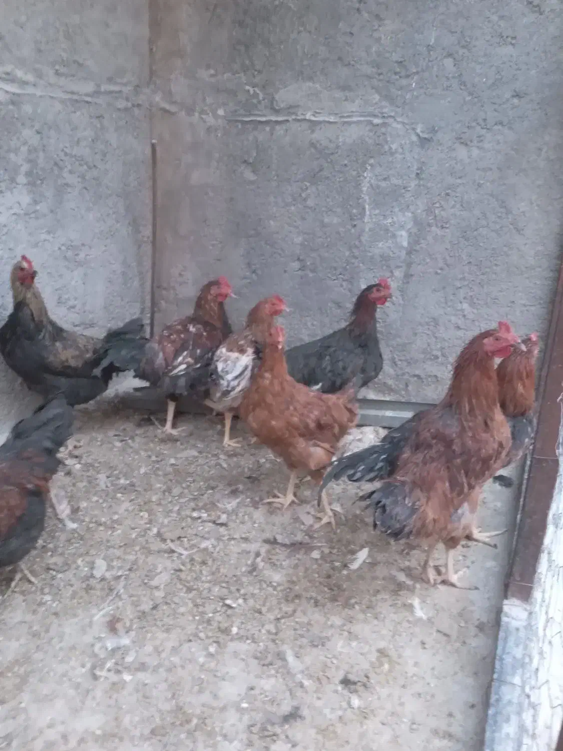 خروس|حیوانات مزرعه|سرپل ذهاب, |دیوار