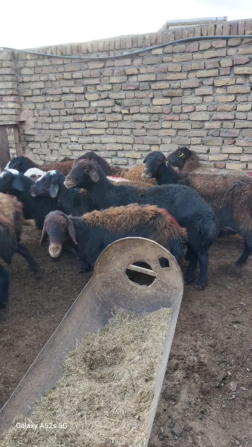 تعداد ۱۸راس میش ابستن افشاری|حیوانات مزرعه|سبزوار, قصبه شرقی|دیوار