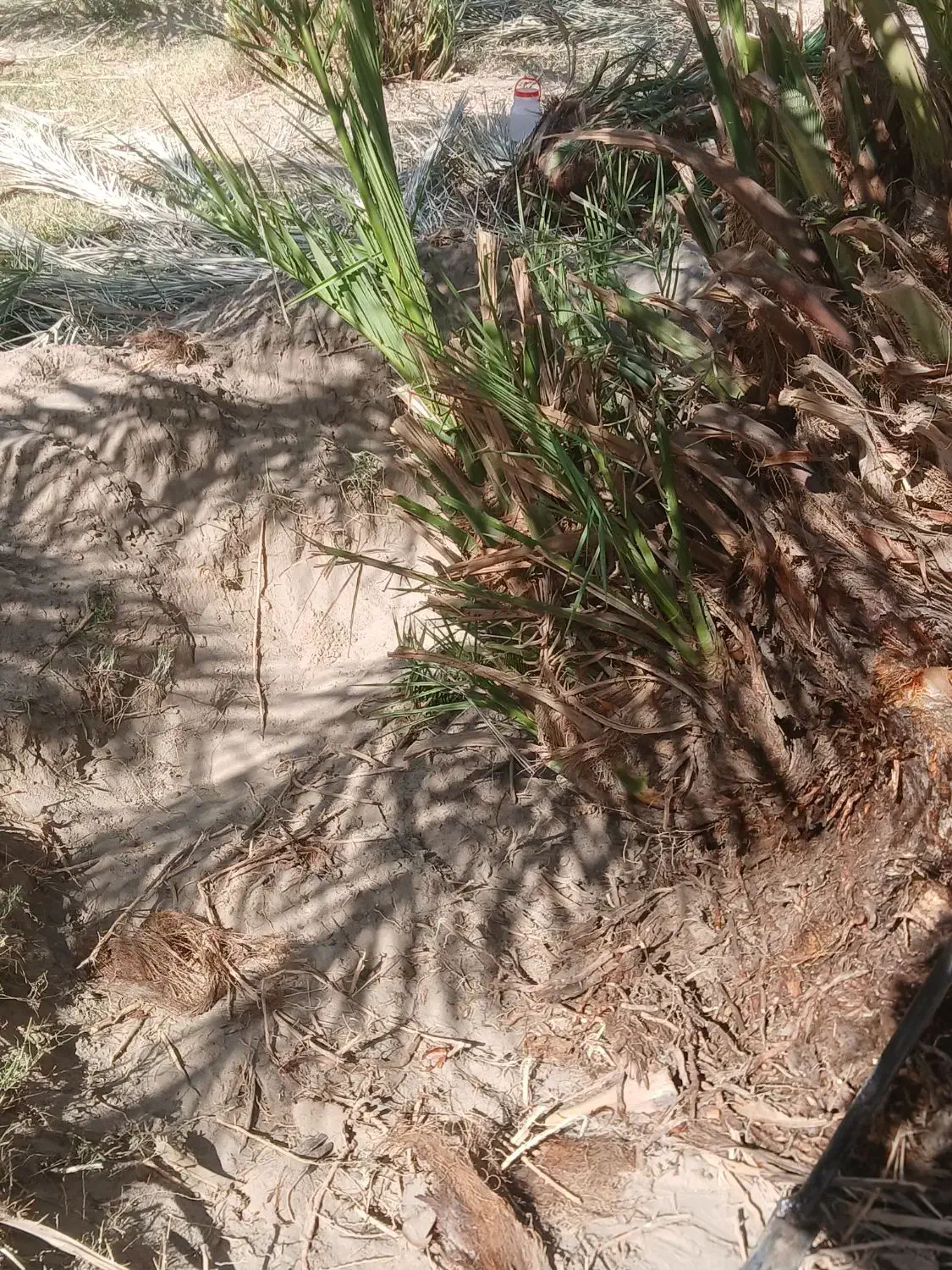 پاجوش درشت خوب مضافتی|گل و گیاه طبیعی|ریگان, |دیوار