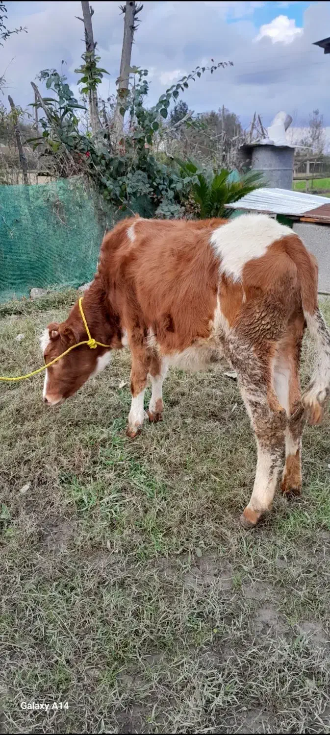 لیشه دورگ سیمینتال گوساله گاو|حیوانات مزرعه|فومن, |دیوار