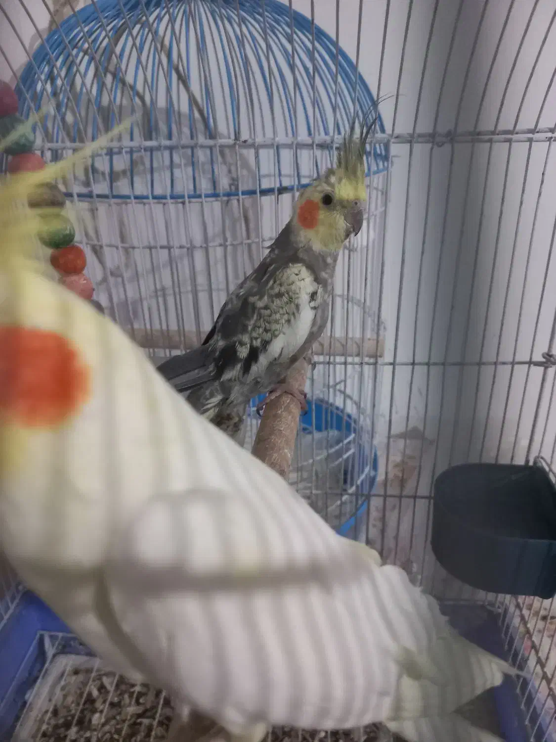 جوجه عروس هلندی نر ۶ ماهه|پرنده|ابریشم, |دیوار