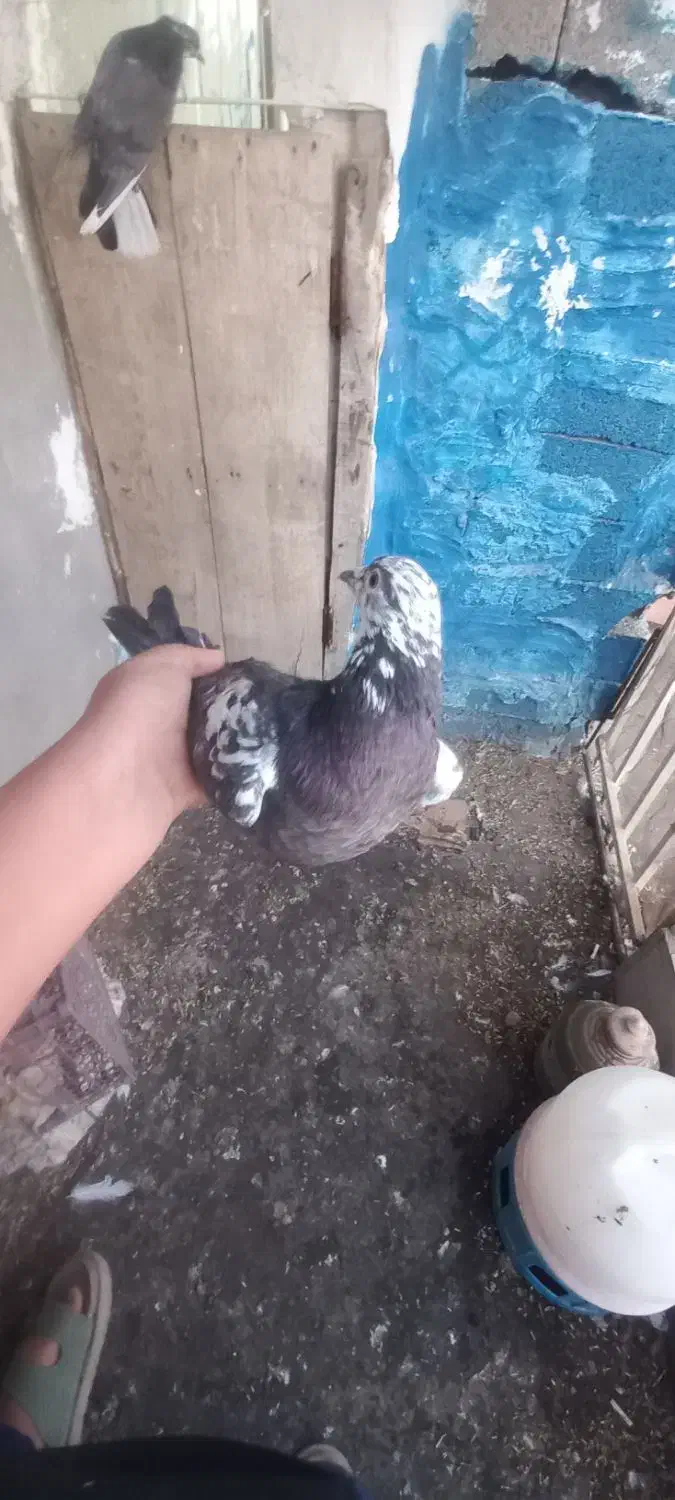 کفتر پرشی|پرنده|دماوند, دماوند|دیوار