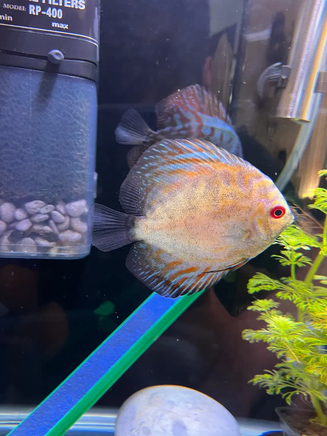 ماهی.ماهی دیسکس|ماهی|زابل, |دیوار