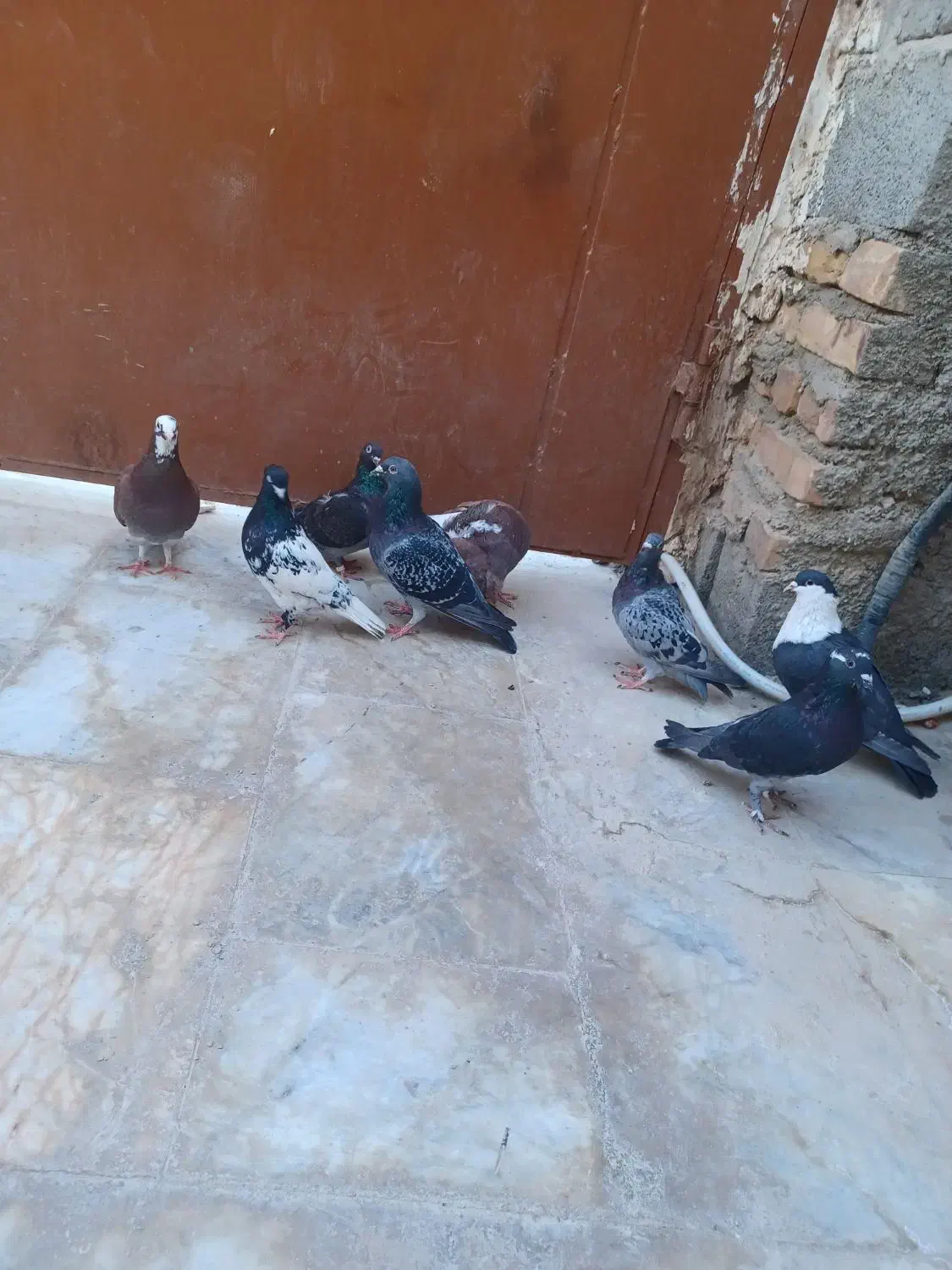 کبوتر|پرنده|سراوان, |دیوار