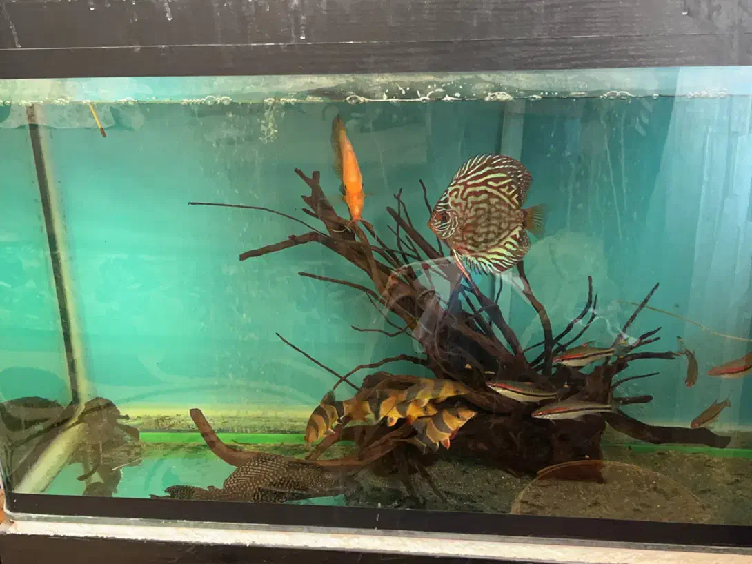 اکواریوم|ماهی|مشهد, هفده شهریور|دیوار