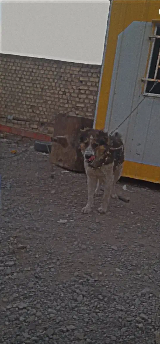 واگزاری|سگ|مبارکه, |دیوار