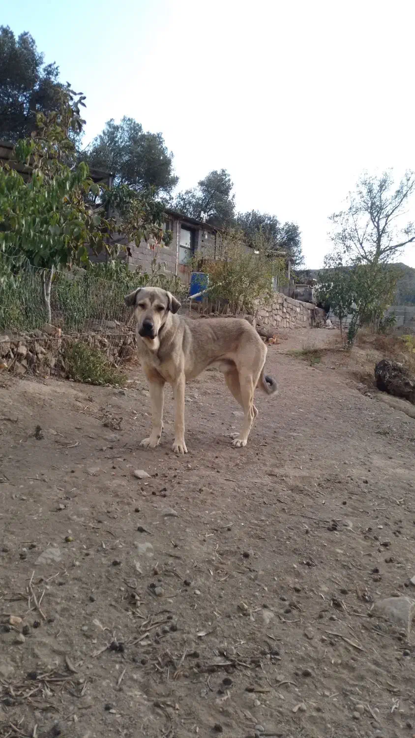 پژدر اصیل ۱۴ ماهه|سگ|رودبار, |دیوار