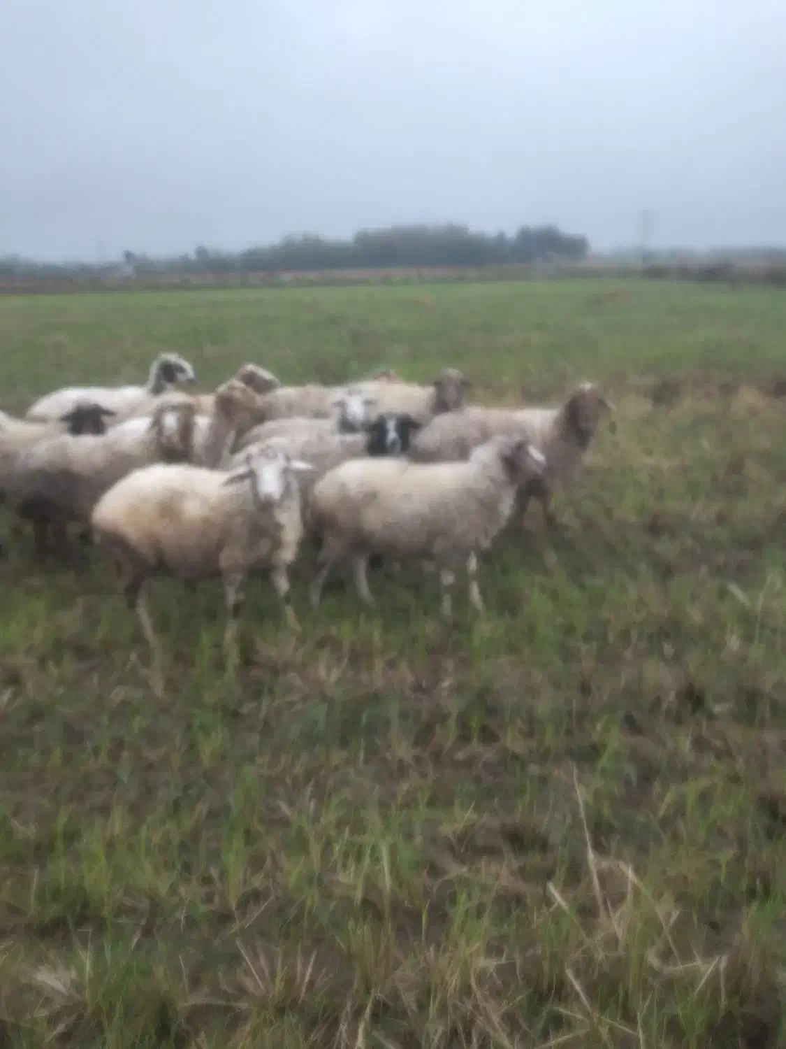 سلام گوسفند شگم دار سنگین|حیوانات مزرعه|رضوانشهر, |دیوار