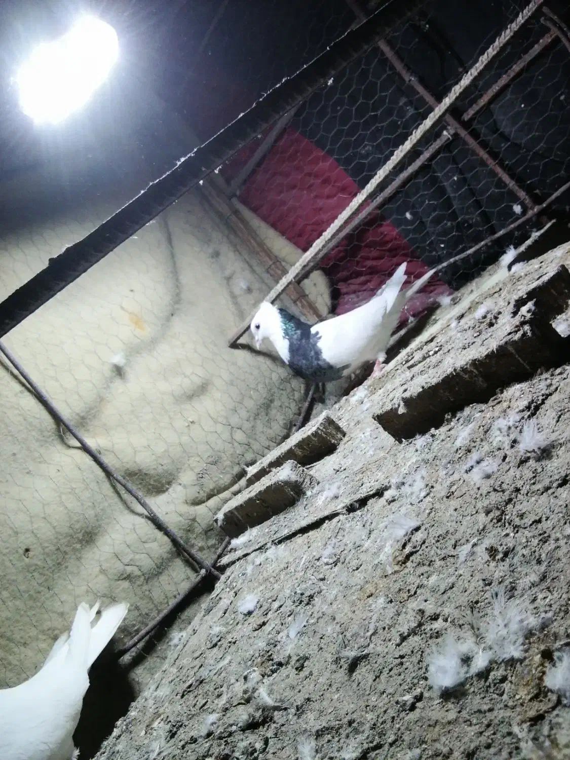 طوقی|پرنده|بم, |دیوار