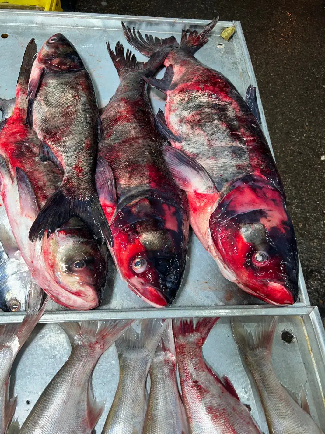 ماهی فیتو ازاد بیگهد درشت|ماهی|زابل, |دیوار