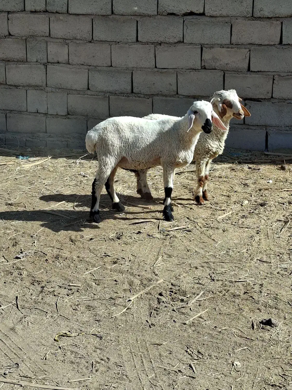 ۲عددبره نره|حیوانات مزرعه|بم, |دیوار