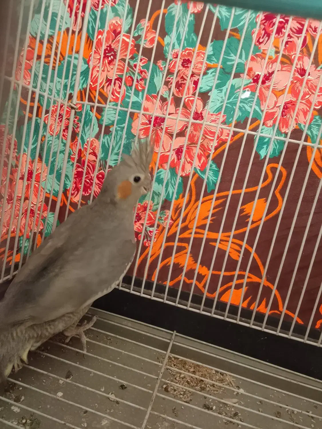 پرنده|پرنده|فرح دشت, |دیوار