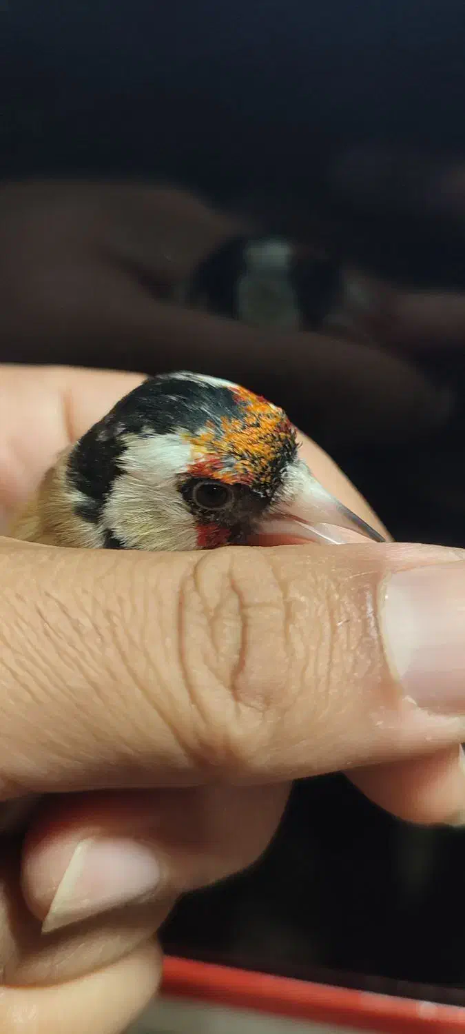 سهره سر سیاه پایزه|پرنده|شیراز, نیایش|دیوار