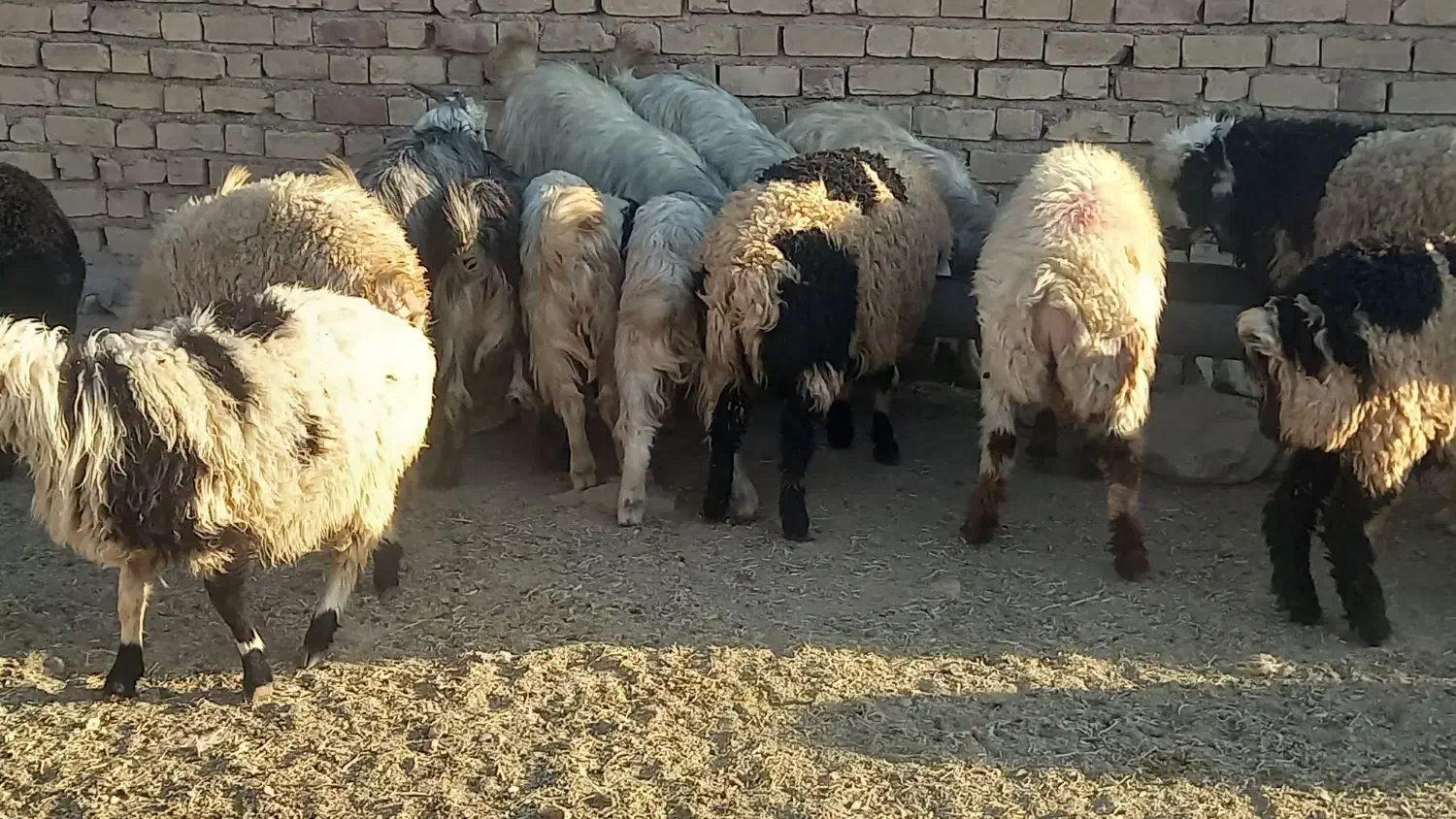 کهره بره میش بز|حیوانات مزرعه|مرودشت, پشت سایپا|دیوار