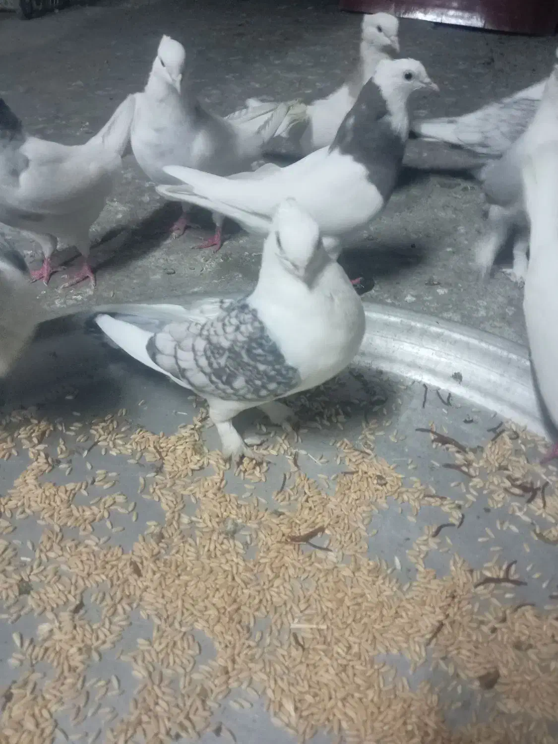 دو جفت کبوتر بلژیکی|پرنده|کرمانشاه, |دیوار