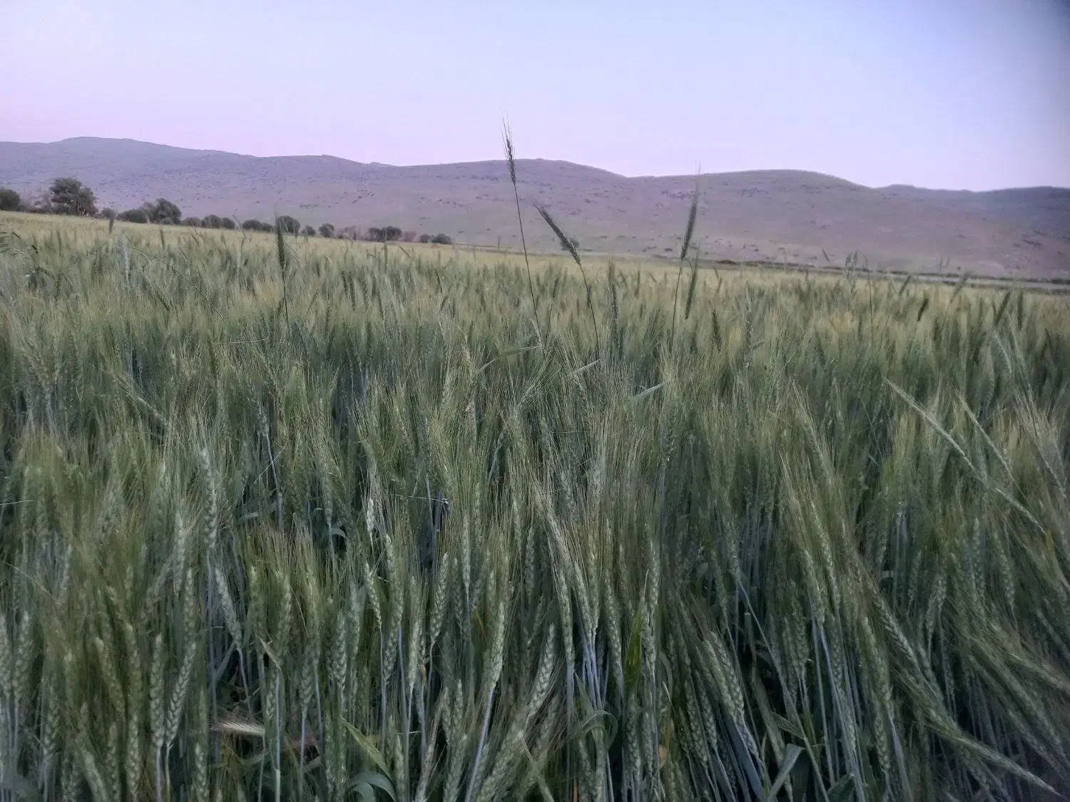 بذر گندم ترابی|عمدهفروشی|بیلوار, |دیوار