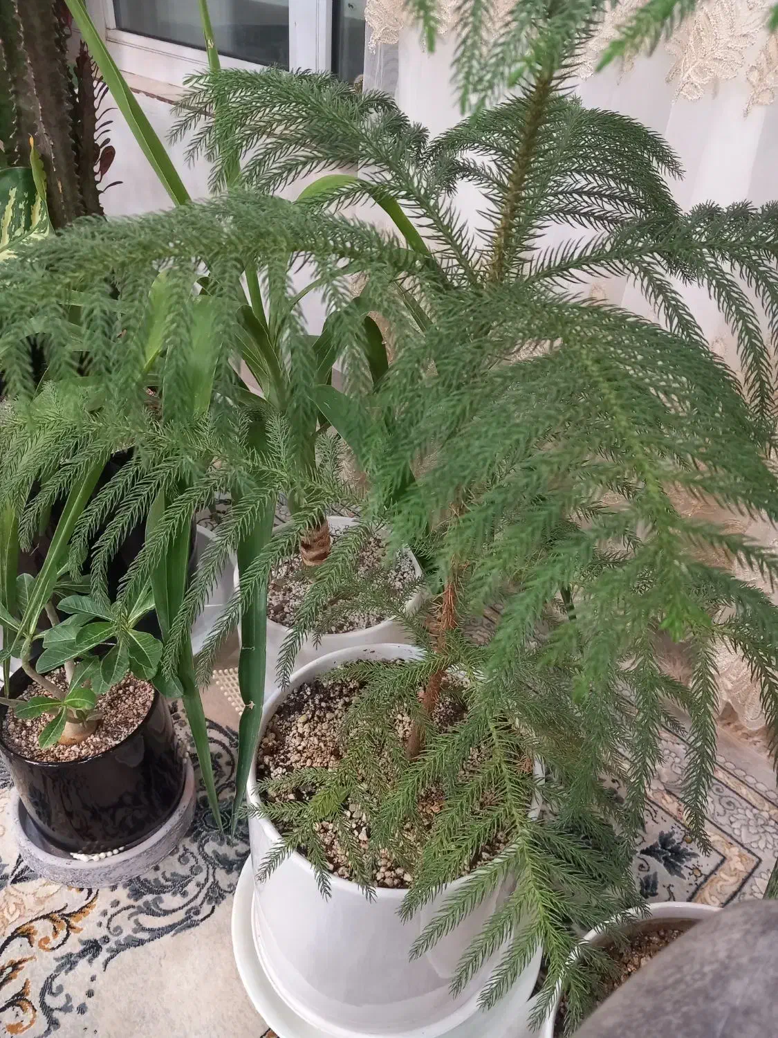 کار نگهبانی یا کار سرایداری داشتین هستم|استخدام سرایداری و نظافت|گناباد, |دیوار